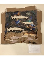 Atlantic Sturgeon (Acipenser oxyrynchus)